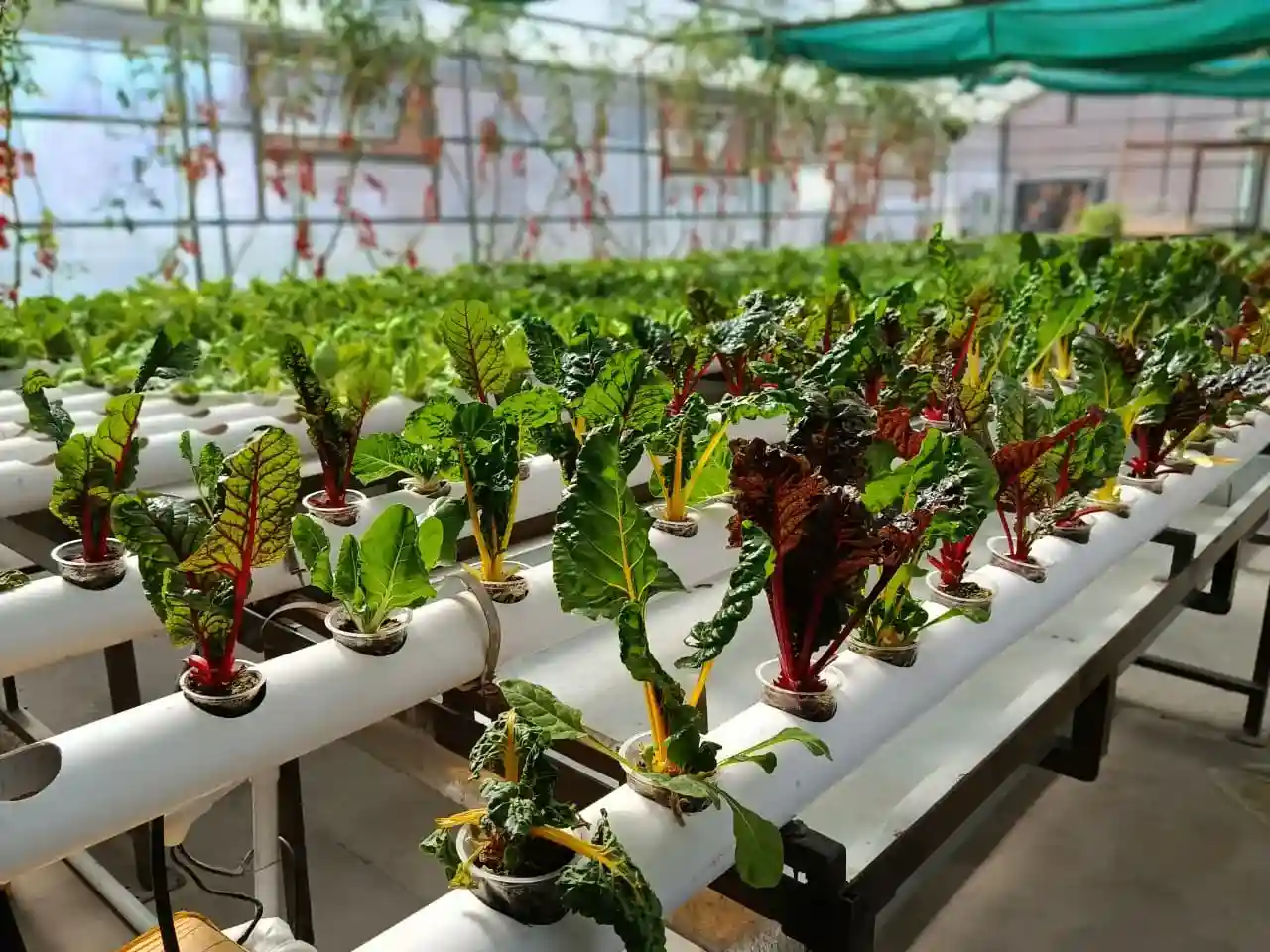 Hydroponic Solutions
