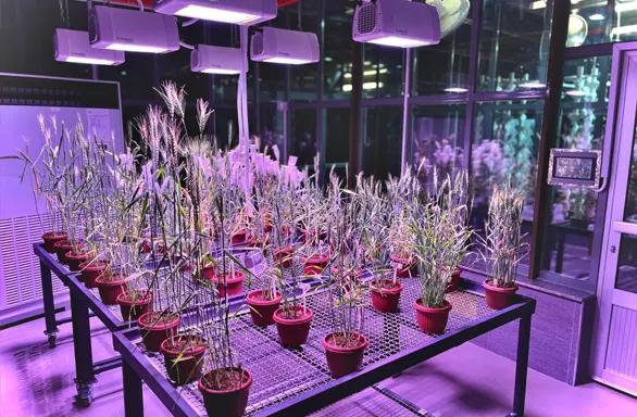 Advanced LED Lighting