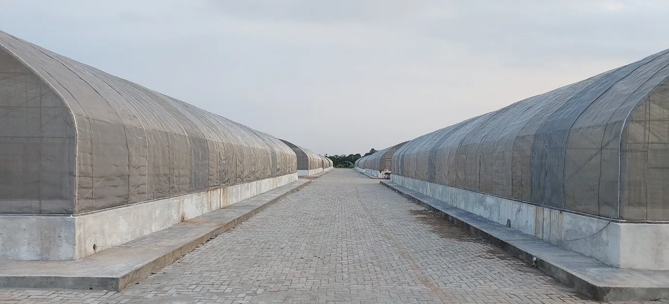 Multi-Span Greenhouse